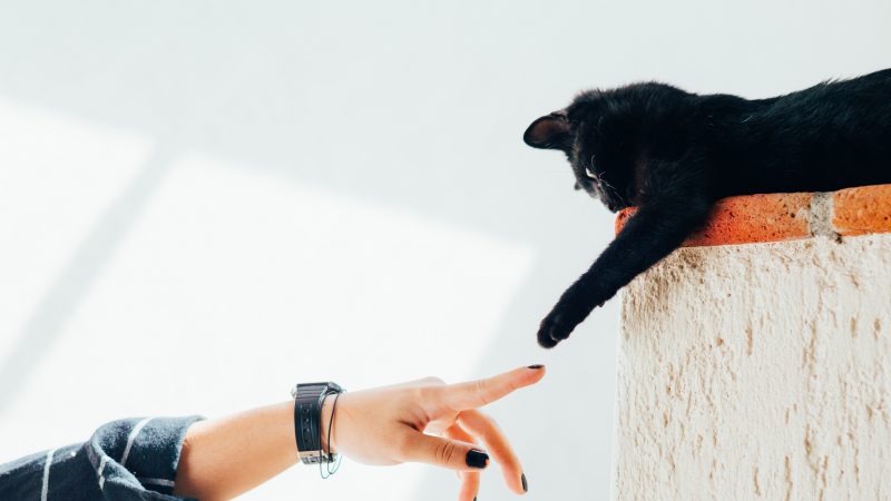 10 Signs You Might Be a Hypochondriac Pet Owner and How to Combat This